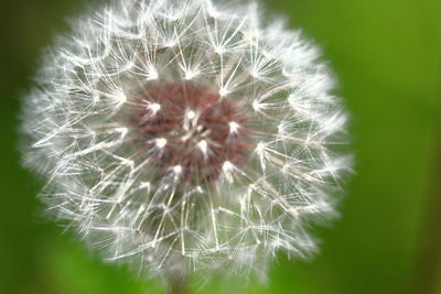 Close-up of dandelion