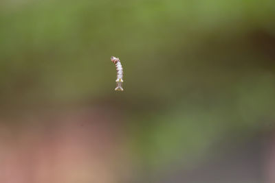 Close-up of butterfly on leaf