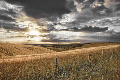 Scenic view of agricultural field against sky