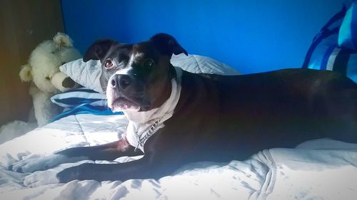 Portrait of dog relaxing on bed at home