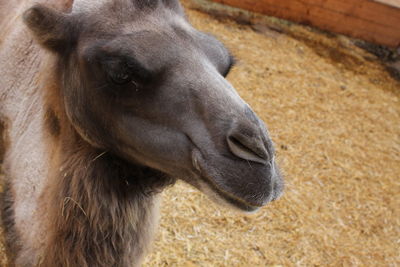 Close-up of a horse