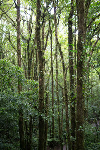 Trees in forest