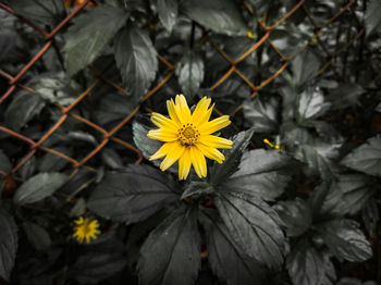 Close-up of yellow flowering plant
