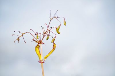 Low angle view of flowers against sky