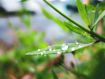 Close-up of wet plant