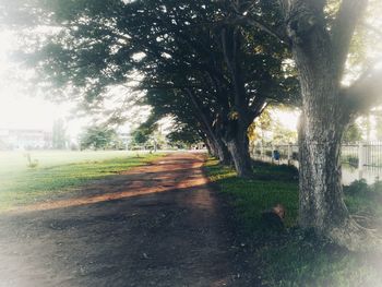 Trees growing on field in park