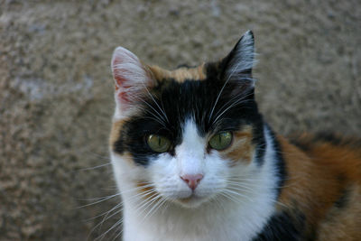 Close-up portrait of cat