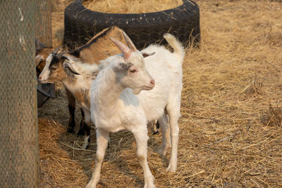 Goats in a field