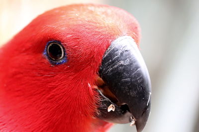 Close-up portrait of a bird