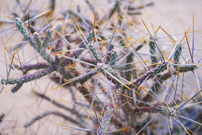 Close-up of wilted cactus