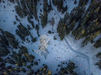 High angle view of pine trees on snow covered land