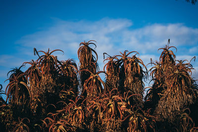 Grass against sky