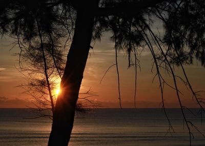 Silhouette trees by sea against sky during sunset