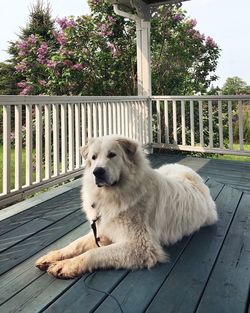 Dog sitting on porch