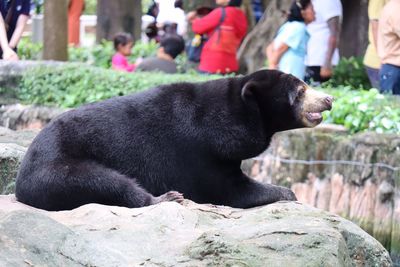 Black labrador retriever relaxing on rock