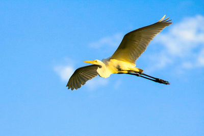 Low angle view of bird flying against blue sky