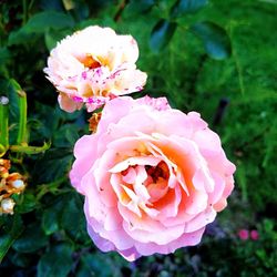 Close-up of pink rose flower