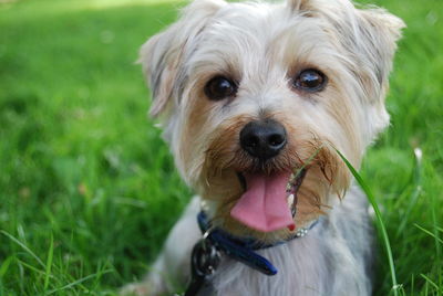 Close-up of dog sticking out tongue