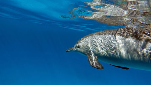 Dolphins. spinner dolphin. stenella longirostris is a small dolphin ,