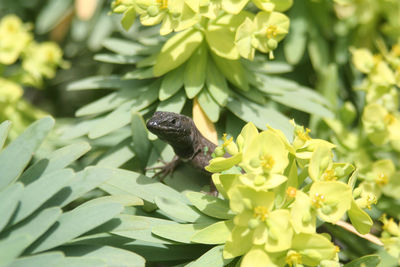 Close-up of butterfly pollinating on flower