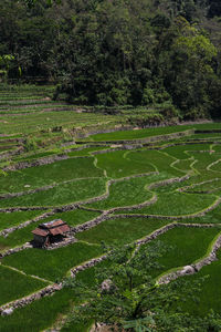 High angle view of agricultural field