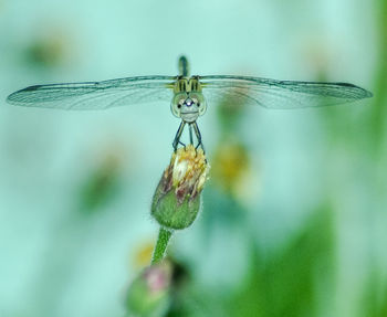 Close-up of insect on flower