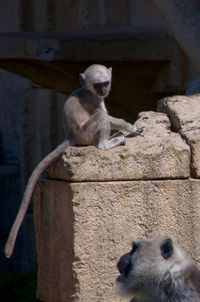 Monkey monkeys on stone wall