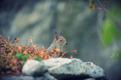 Close-up of squirrel on rock