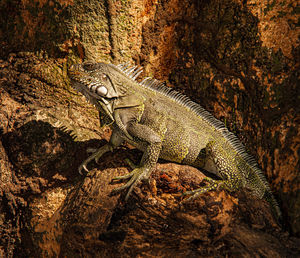 Iguana climbs a tree in southern colombia