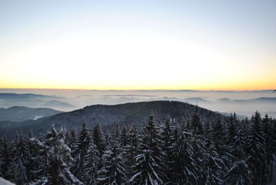 High angle view of frozen trees on mountain during winter