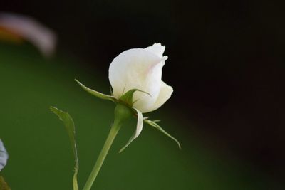 Close-up of white rose flower