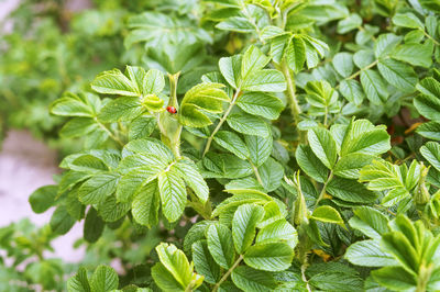 Wild rose bushes. ladybug insect