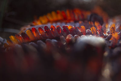 Close-up of carrots on barbecue