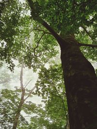 Low angle view of trees in forest