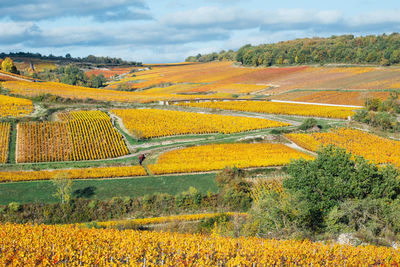 Scenic view of vineyards during autumn