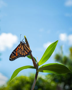 Butterfly on leaf