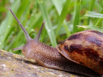 Close-up of snail