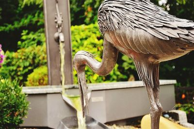 Close-up of plant against white background