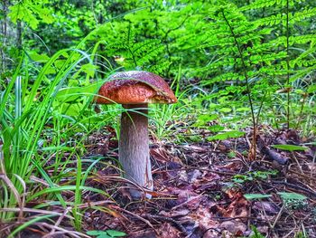 Close-up of mushroom growing on field