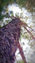 Low angle view of tree in forest