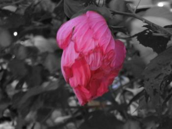 Close-up of pink flower