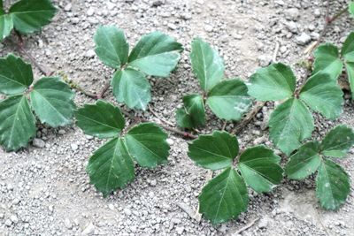 High angle view of plant growing on field