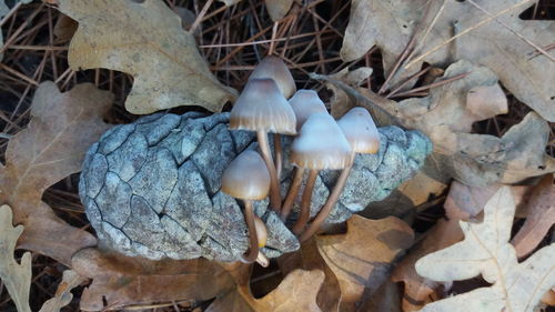 High angle view of mushrooms