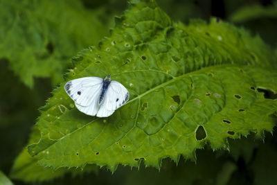 Close-up of butterfly on leaf