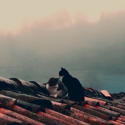Cats on the roof