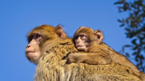 Low angle view of monkey looking away against clear blue sky