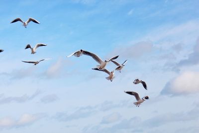 Low angle view of seagulls flying