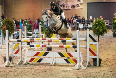 show jumping