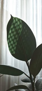 Close-up of plant against curtain at home