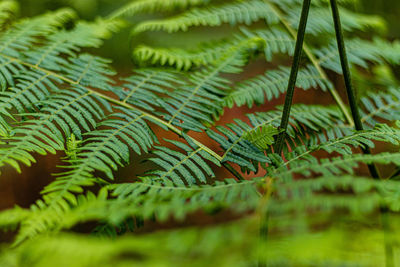 Close-up of fern leaves